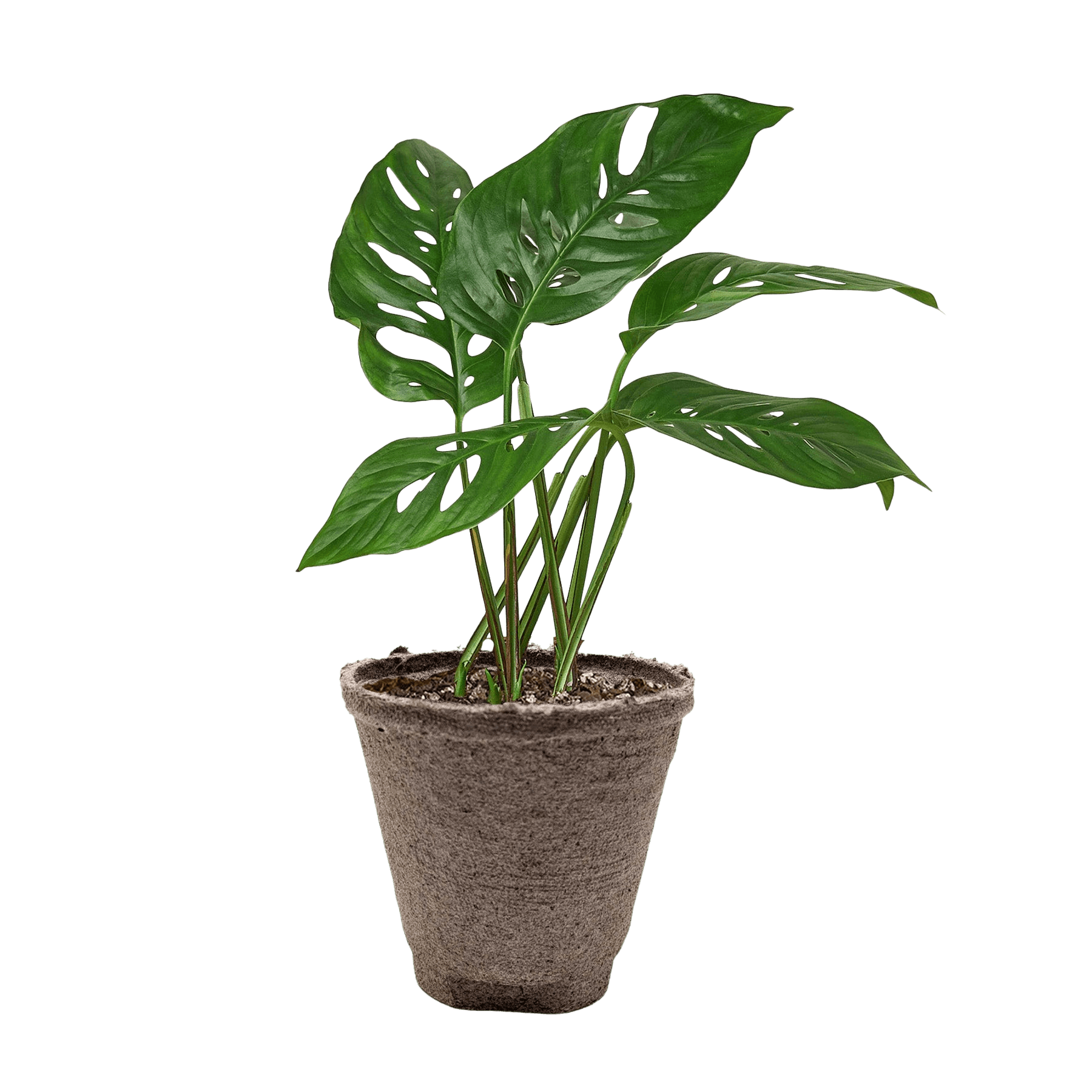 Monstera Adansonii Swiss Cheese | Easy Care Vining Plant | House Plant Shop