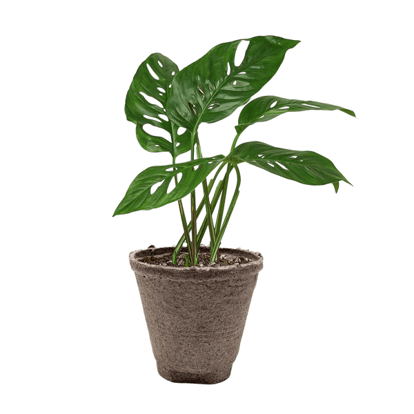 Monstera Adansonii Swiss Cheese | Easy Care Vining Plant | House Plant Shop