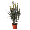 Croton 'Picasso'