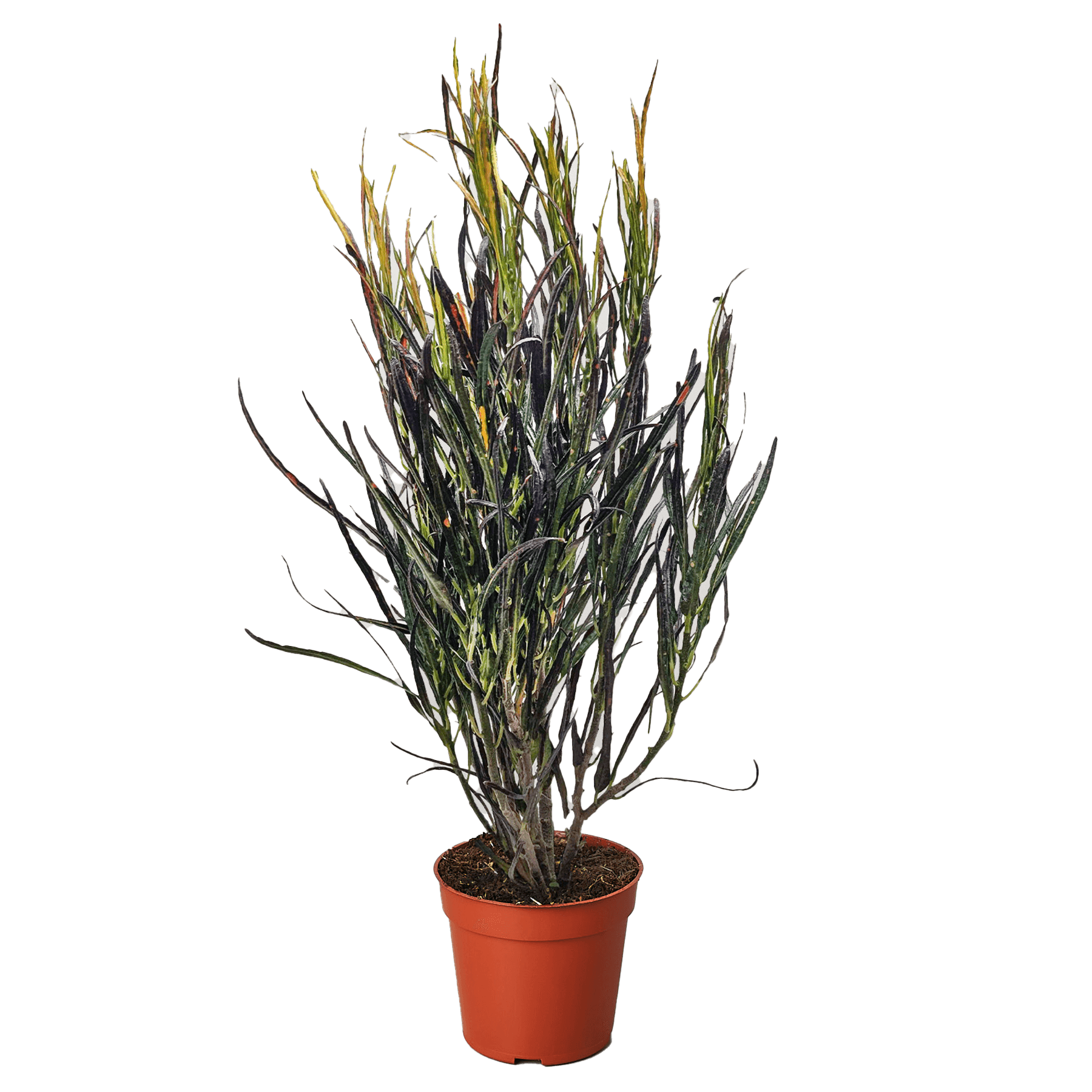 Croton 'Picasso'