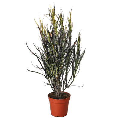 Croton 'Picasso'