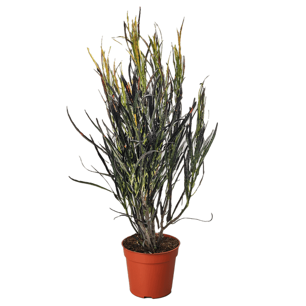 Croton 'Picasso'