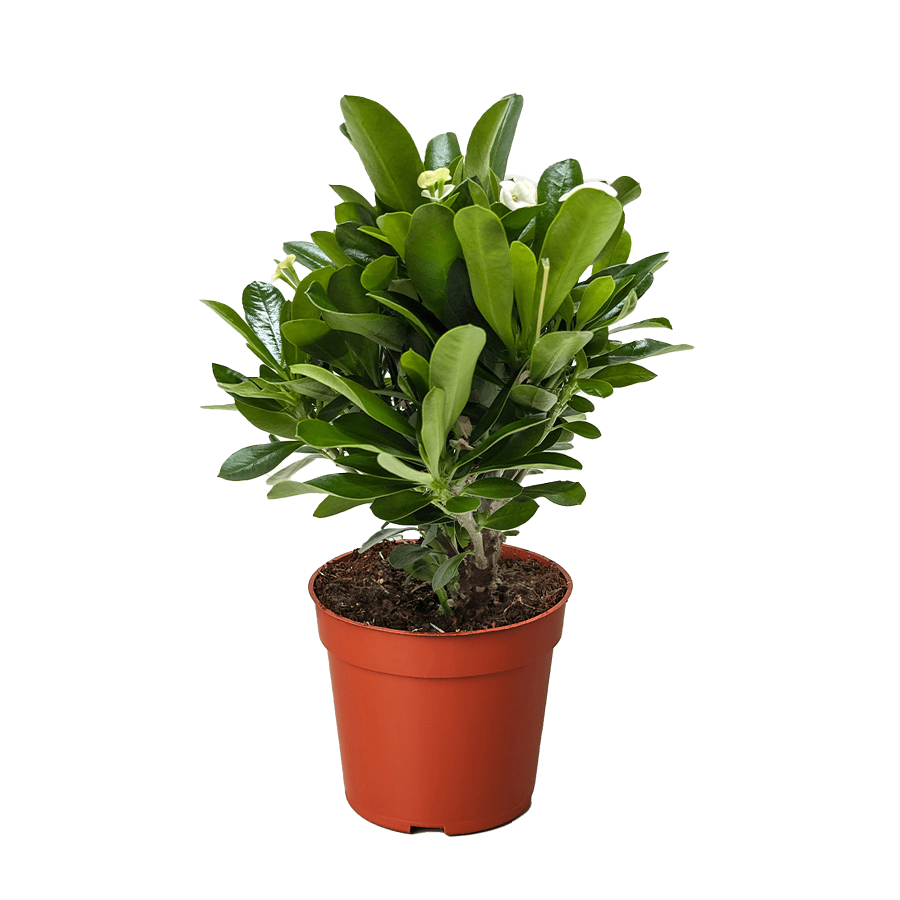 Crown of Thorns | Long-Lasting Red & Yellow Flowering Plant | House Plant Shop