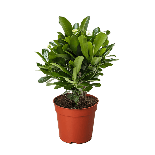 Crown of Thorns | Long-Lasting Red & Yellow Flowering Plant | House Plant Shop