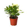 Crown of Thorns | Long-Lasting Red & Yellow Flowering Plant | House Plant Shop