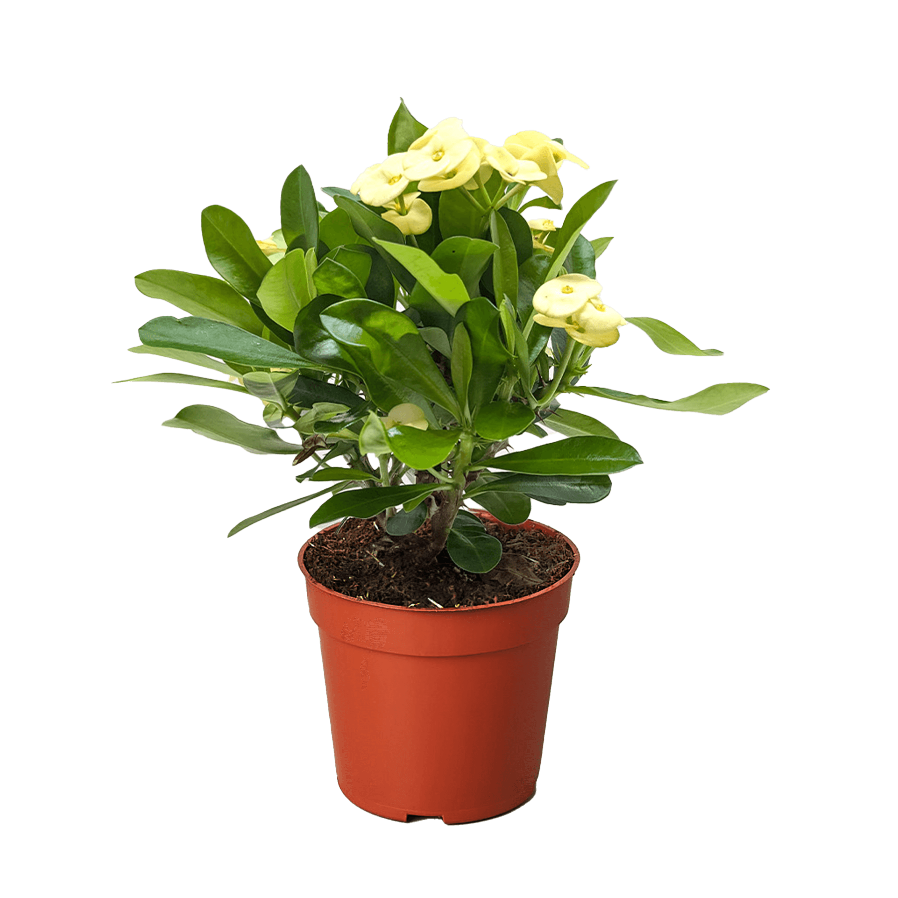 Crown of Thorns | Long-Lasting Red & Yellow Flowering Plant | House Plant Shop