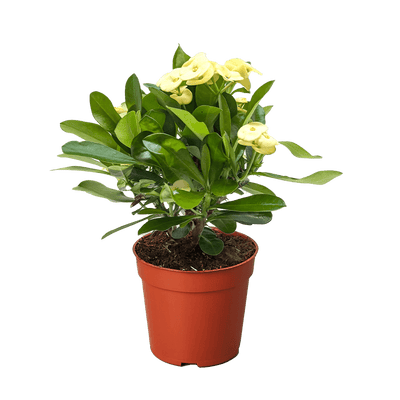 Crown of Thorns | Long-Lasting Red & Yellow Flowering Plant | House Plant Shop