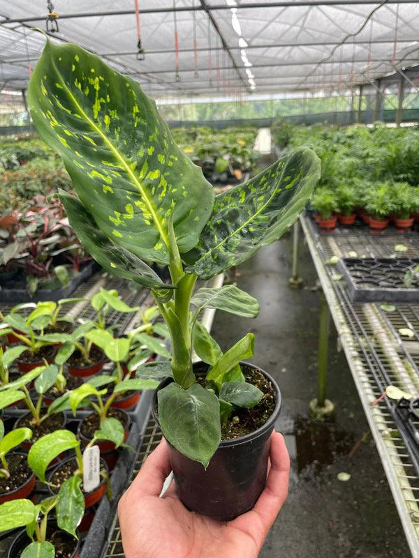 Dieffenbachia 'Reflector' - Gifts for You 'n Me