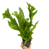 Fern 'Green Flame'