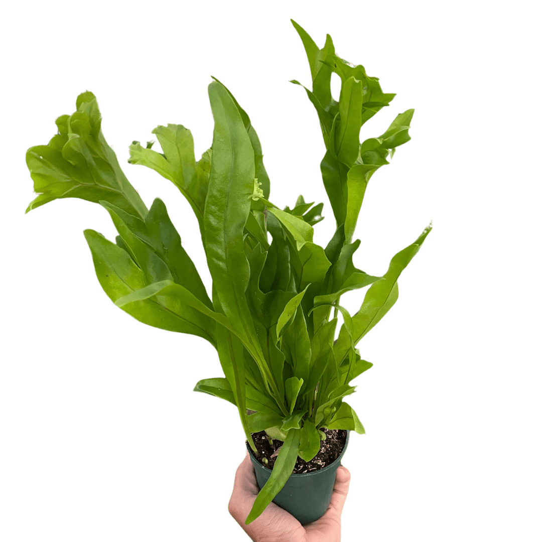 Fern 'Green Flame'