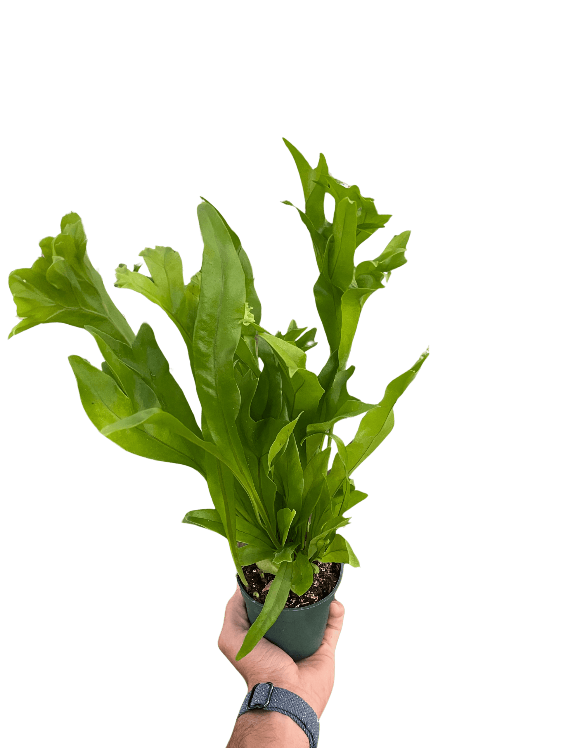 Fern 'Green Flame'