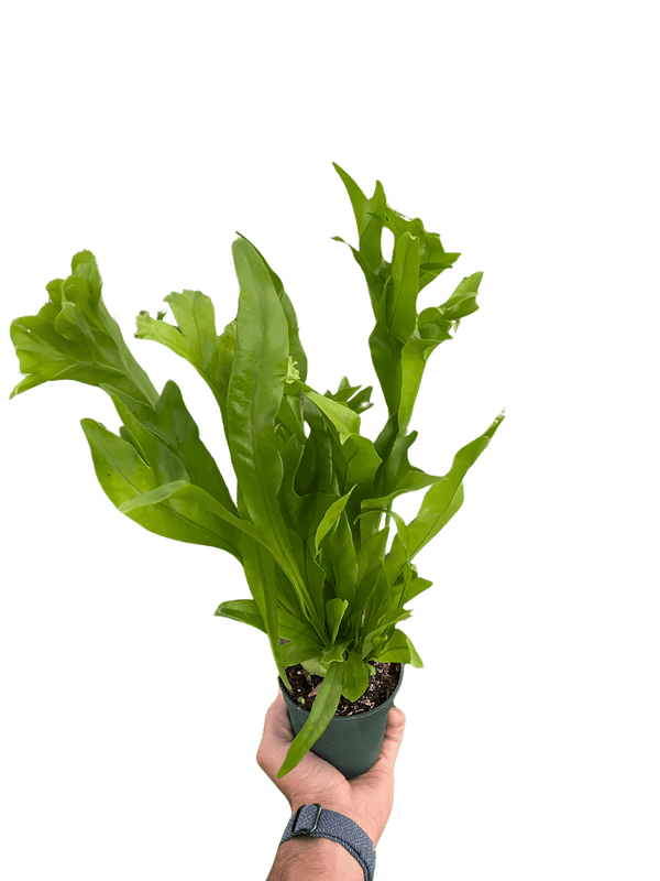 Fern 'Green Flame'
