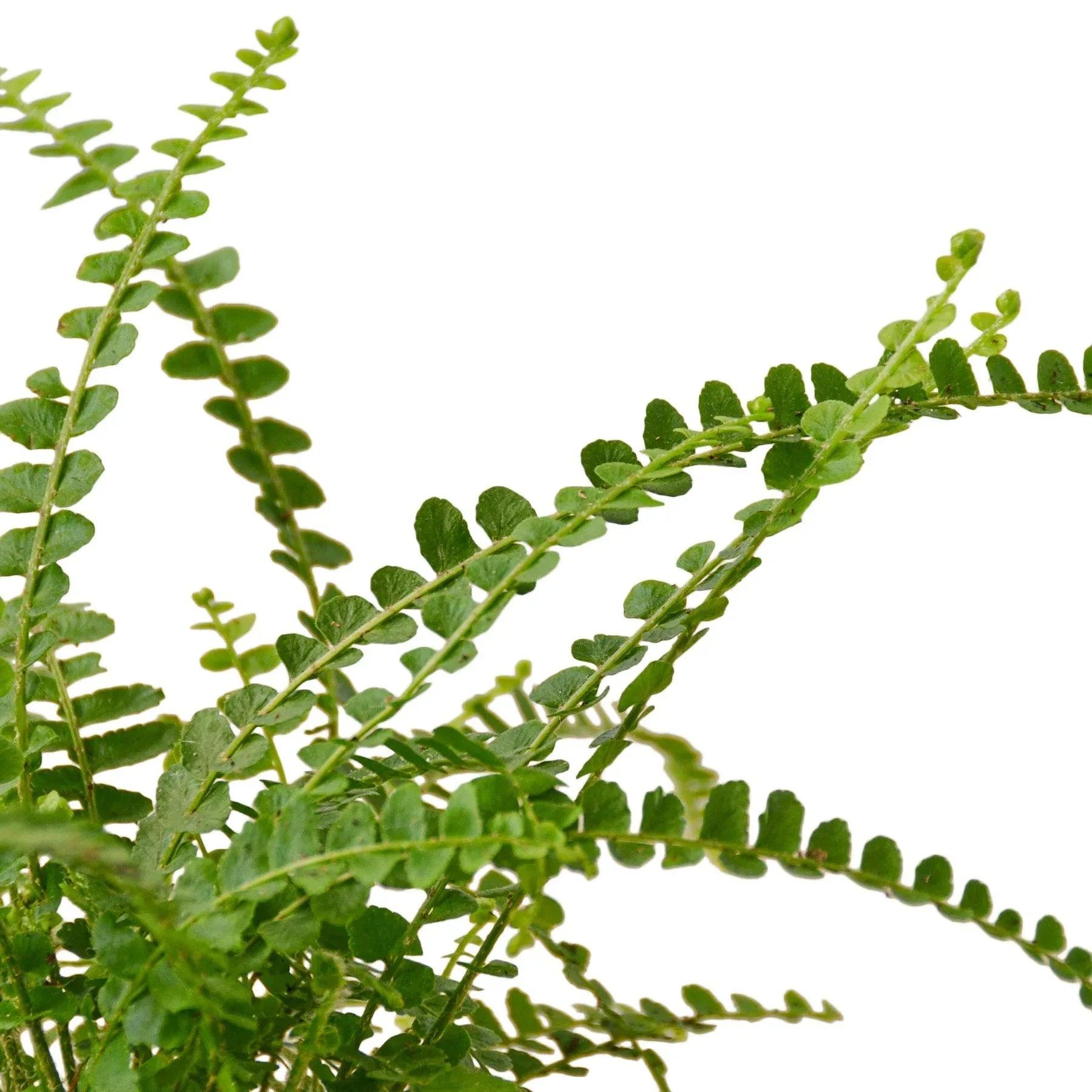 Fern 'Lemon Button' - Gifts for You 'n Me