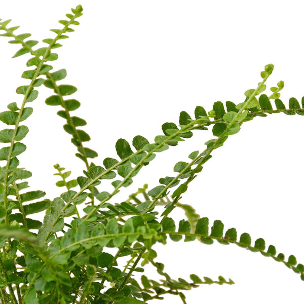 Fern 'Lemon Button' - Gifts for You 'n Me