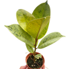 Ficus 'shivereana' (Moonshine)