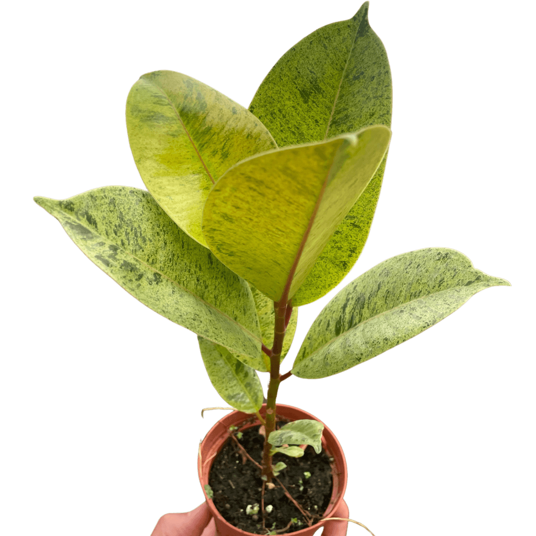 Ficus 'shivereana' (Moonshine)