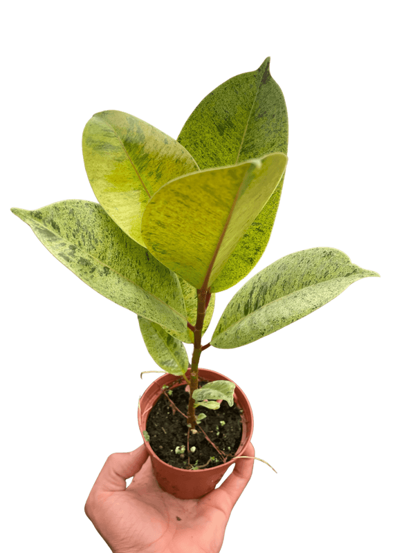 Ficus 'shivereana' (Moonshine)
