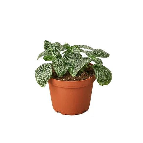 Fittonia 'White Nerve Plant' - Gifts for You 'n Me