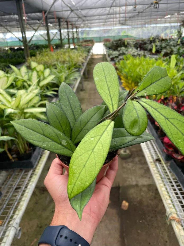Hoya 'Crassipetiolata' - Gifts for You 'n Me