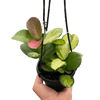 Hoya 'Lisa'