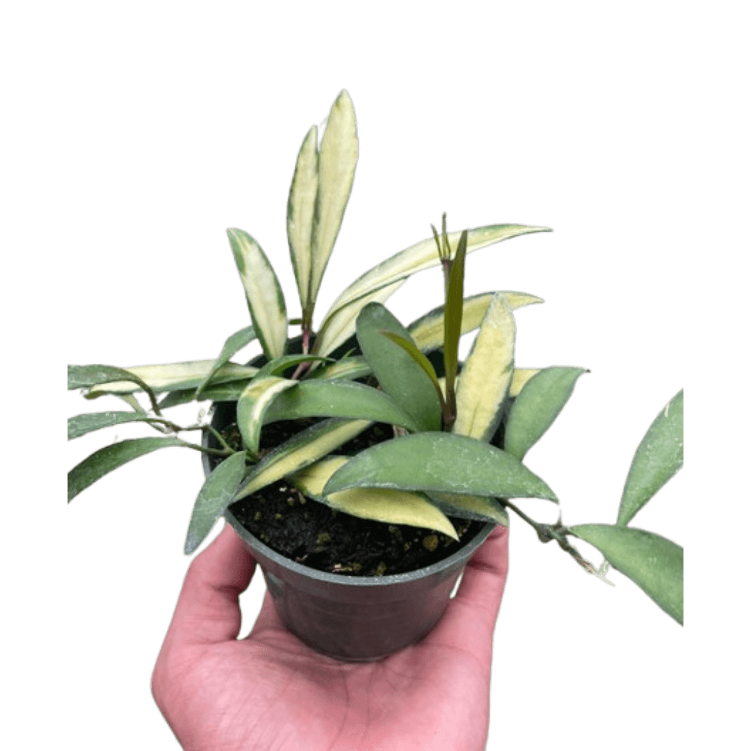 Hoya Wayetii Variegated