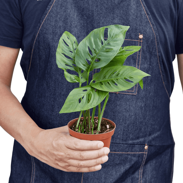 Monstera Adansonii Swiss Cheese | Easy Care Vining Plant | House Plant Shop