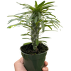 Pachypodium 'lamerei' (Madagascar Palm)