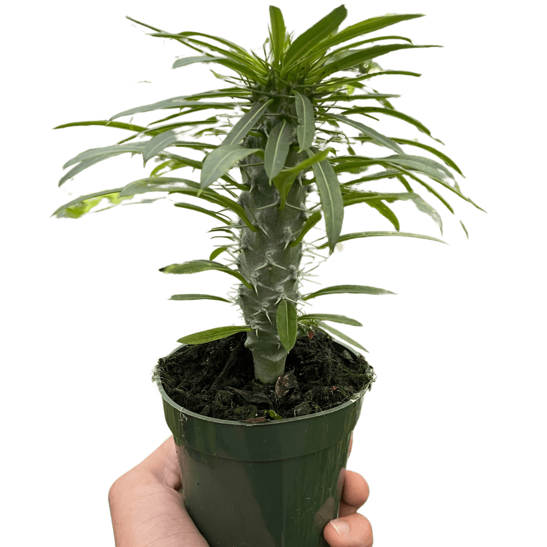 Pachypodium 'lamerei' (Madagascar Palm)