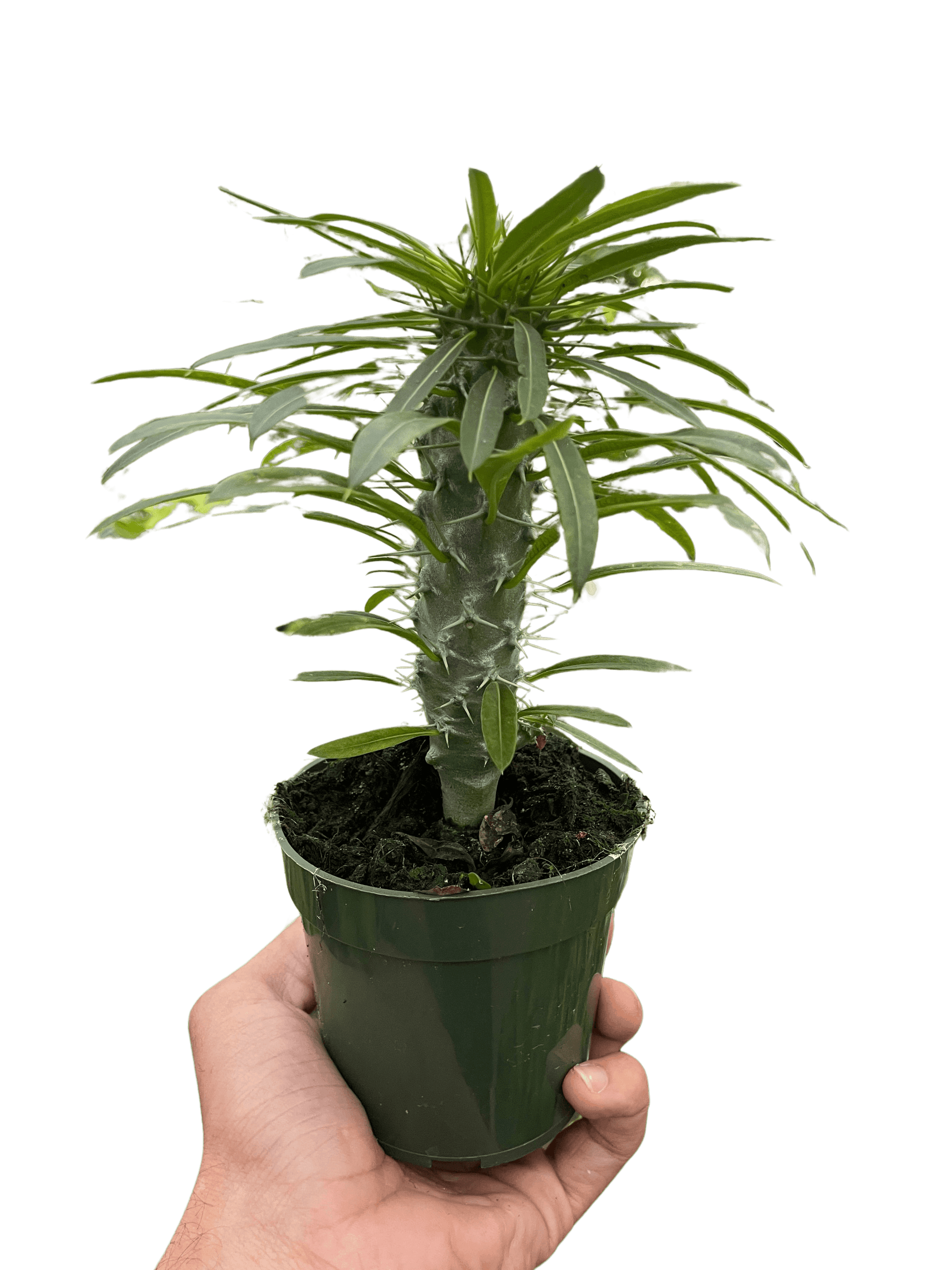 Pachypodium 'lamerei' (Madagascar Palm)