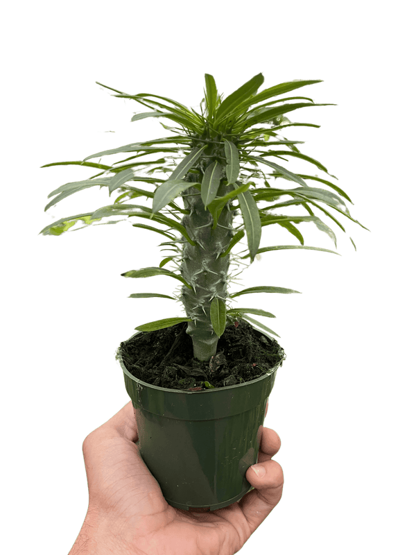 Pachypodium 'lamerei' (Madagascar Palm)