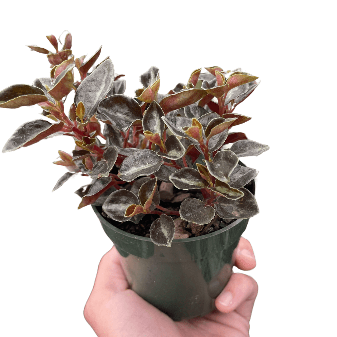 Peperomia 'Metallica'