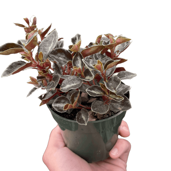 Peperomia 'Metallica'
