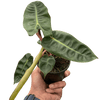 Philodendron 'Billietiae'