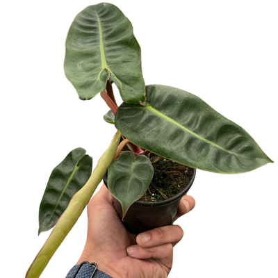 Philodendron 'Billietiae'