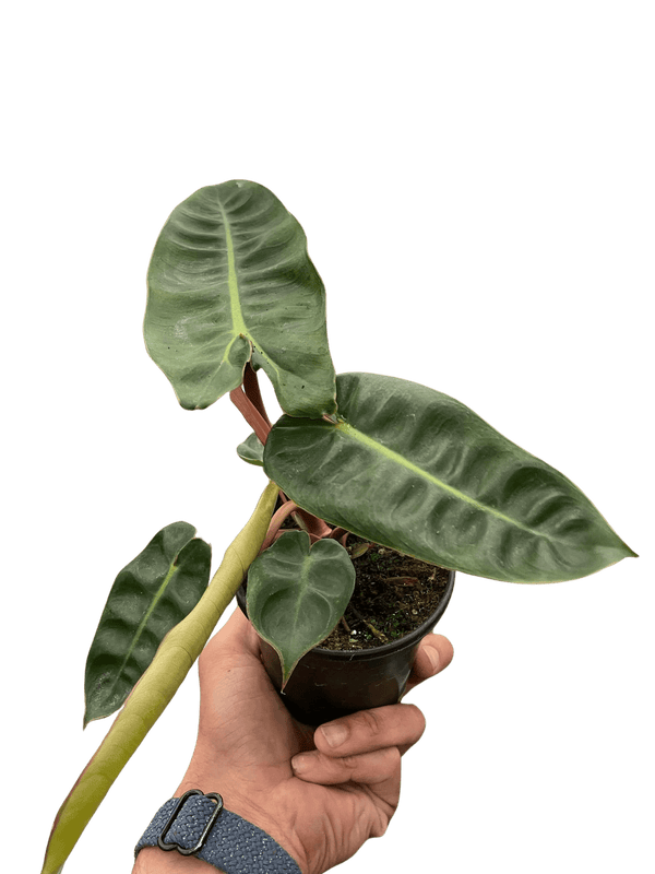 Philodendron 'Billietiae'