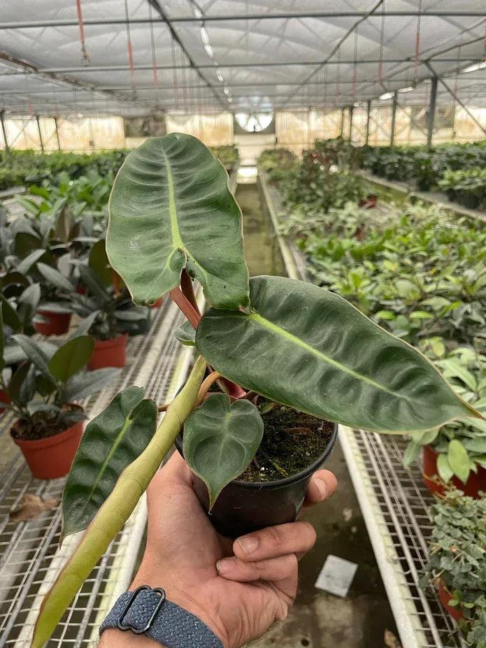 Philodendron 'Billietiae' - Gifts for You 'n Me