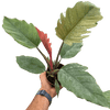 Philodendron Choco Empress