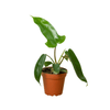 Philodendron 'Florida Green' - 4" Pot