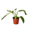 Philodendron Jose Bueno