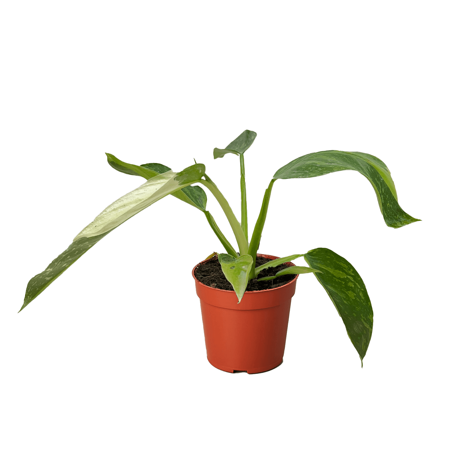 Philodendron Jose Bueno