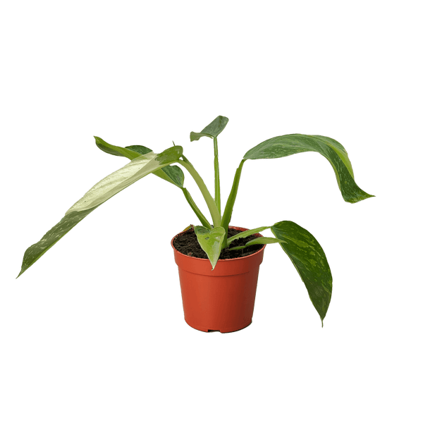Philodendron Jose Bueno