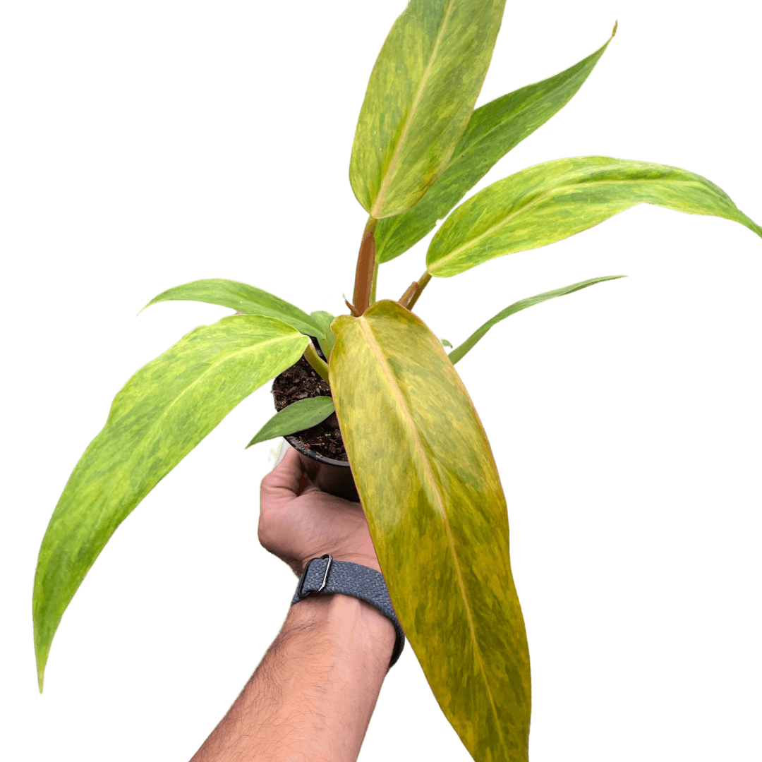 Philodendron 'Orange Marmalade'