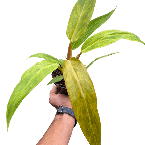 Philodendron 'Orange Marmalade'