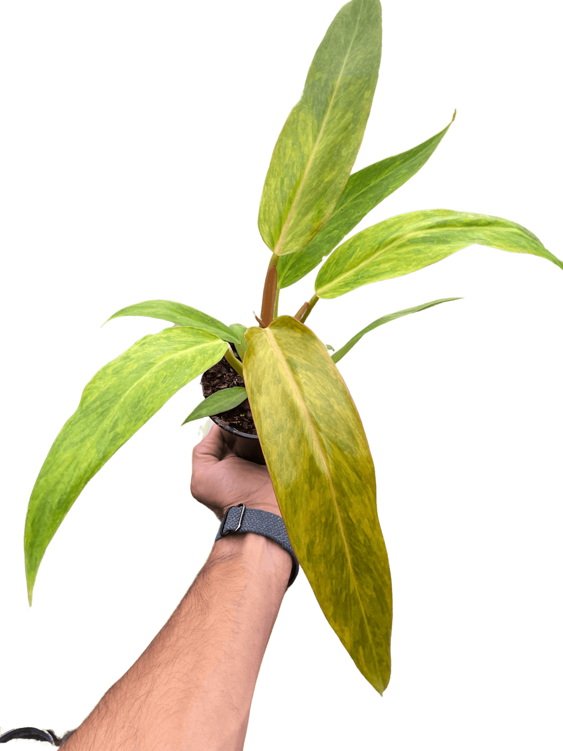 Philodendron 'Orange Marmalade'