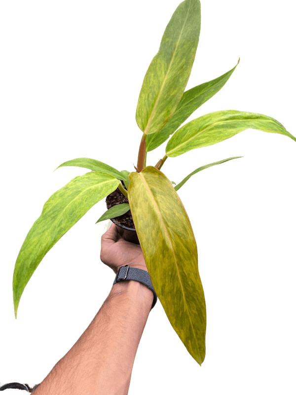 Philodendron 'Orange Marmalade'