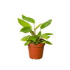 Philodendron 'Painted Lady' - 4" Pot