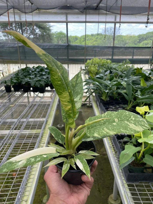 Philodendron 'Variegated Ring of Fire ' - Gifts for You 'n Me