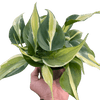 Philodendron 'Silver Stripe'