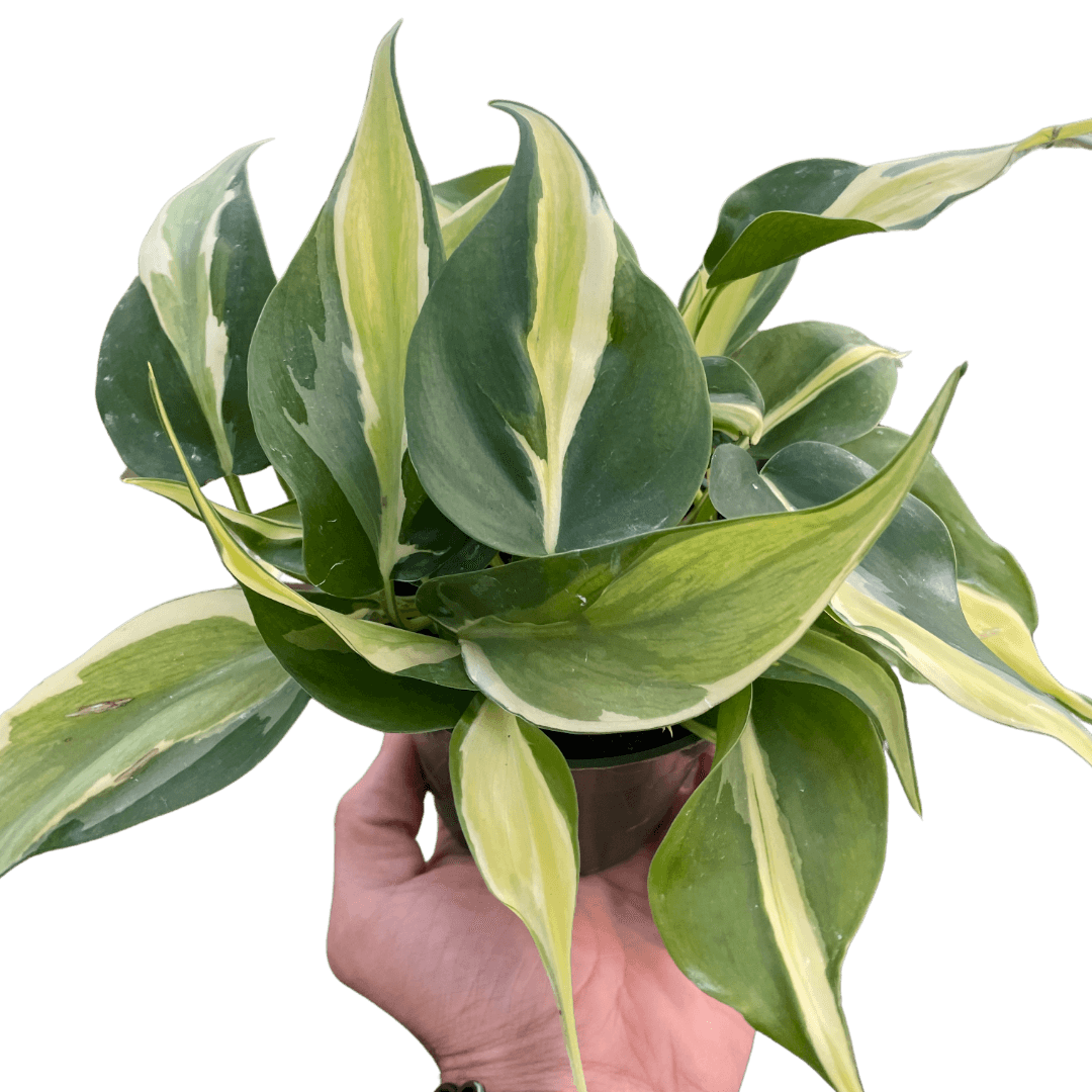 Philodendron 'Silver Stripe'