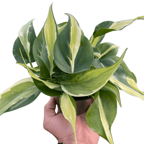 Philodendron 'Silver Stripe'